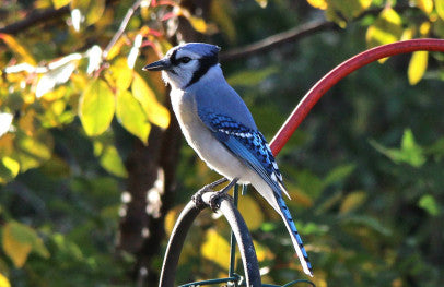 Bluejay