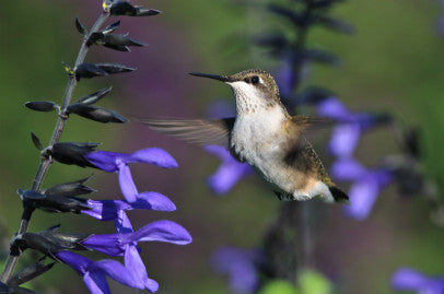 Hummingbird- Purple Rain