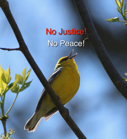 Blue-winged Warbler - No Justice- No Peace