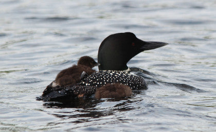 Loons- Babies Hitching a Ride