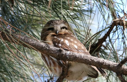 Owl- Northern Saw-whet - Pining Away