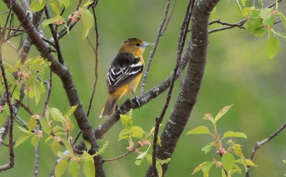 Baltimore Orielo-female