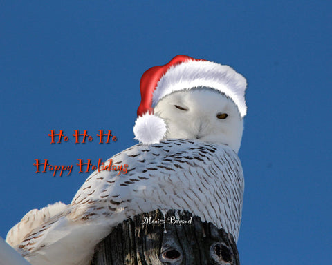 Happy Holidays - Snowy Owl