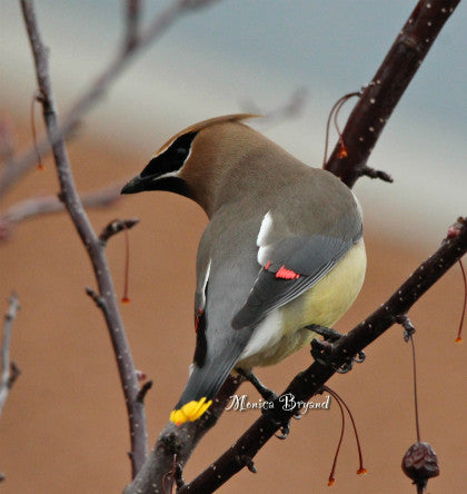 Cedar Waxwing