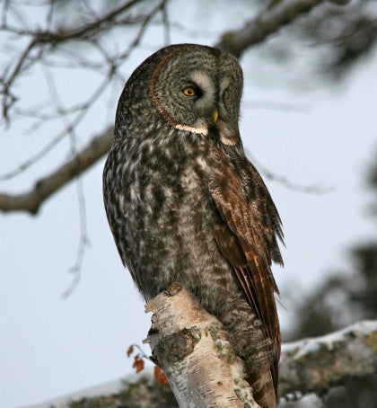 Owl - Great Grey -Duluth