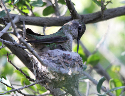 Hummingbird- Looking Over Baby