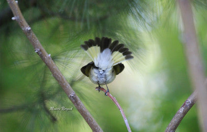 Warbler- Redstart -Female