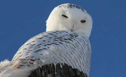 Owl - Snowy