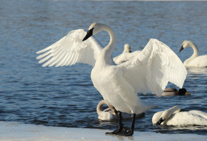 Trumpeter Swan - Balancing Act