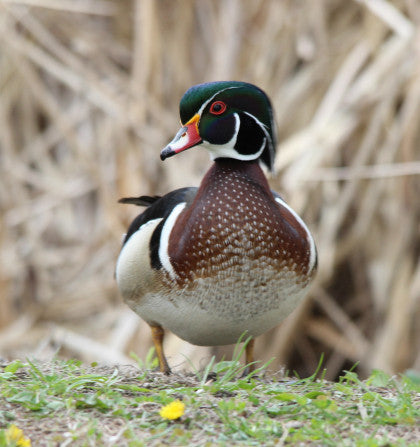 Wood-duck- Loring Park