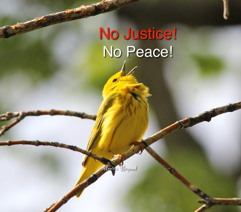 Yellow Warbler #1 - No Justice- No Peace