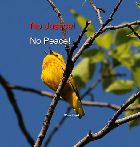 Yellow Warbler #2 - No Justice- No Peace