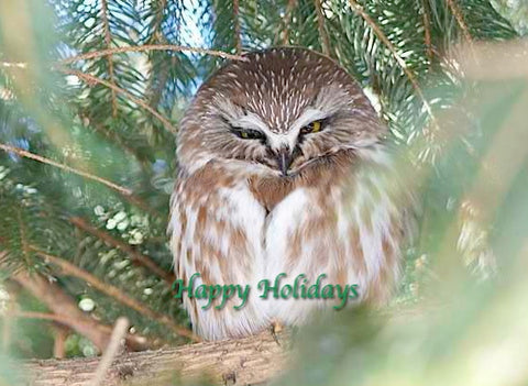 Happy Holidays - Northern Saw-whet
