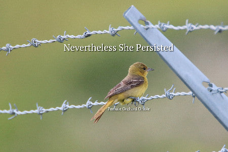 Female Orchard Orieole- Nevertheless She Persisted