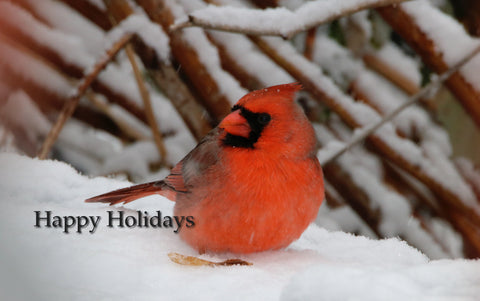 Happy Holidays - Cardinal