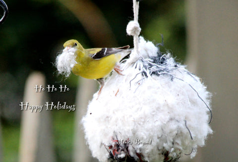 Ho, Ho, Ho -Female Goldfinch