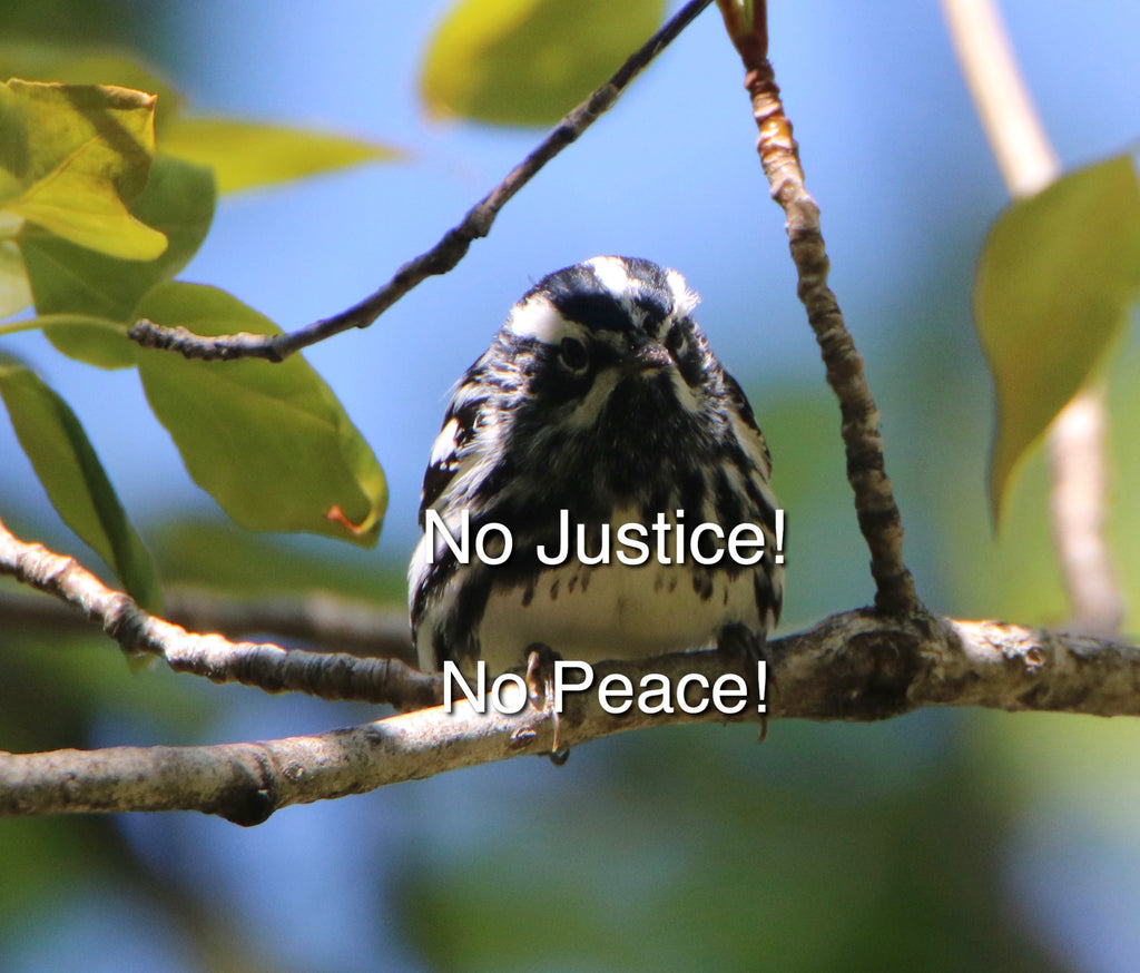Black & White Warbler - No Justice- No Peace
