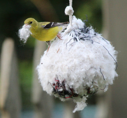 Goldfinch-Female
