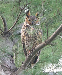 Owl - Great Horned Nokomis