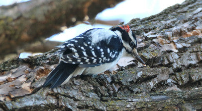 Woodpecker -Hairy