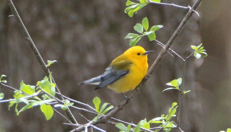 Warbler- prothonotary