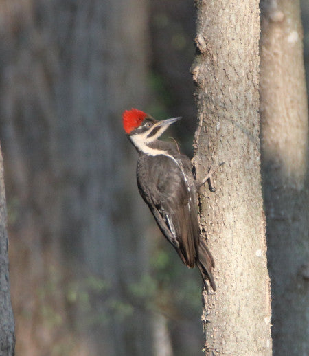 Woodpecker - Pileated