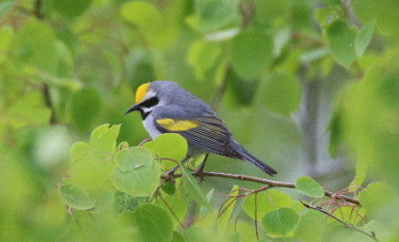 Warbler- Golden Winged- Trying to Hide