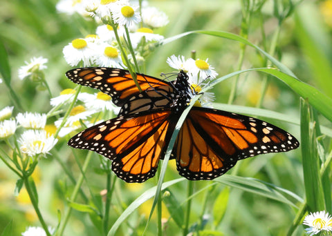 Monarch Butterfy - Double
