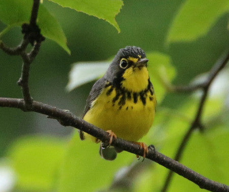 Warbler- Canada - Great Necklace!