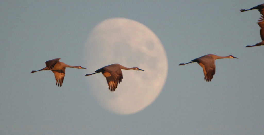 Sandhill Cranes- To the Moon and Back