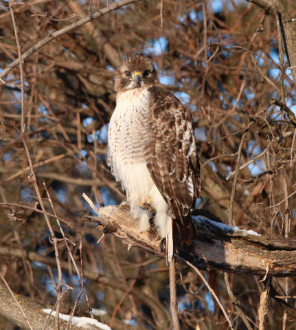 Raptor -Red-tailed Hawk - Yes?