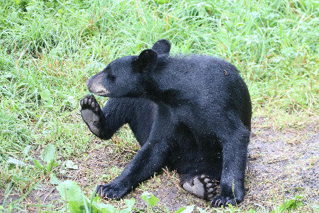 Bear- What Smells?