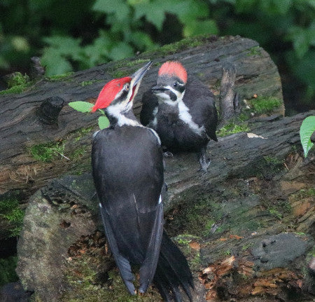 Baby - Pileated - Baby & Parent