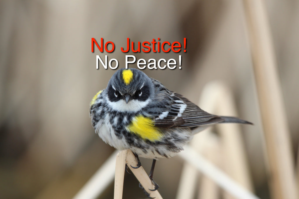 Yellow-rumped Warbler - No Justice- No Peace