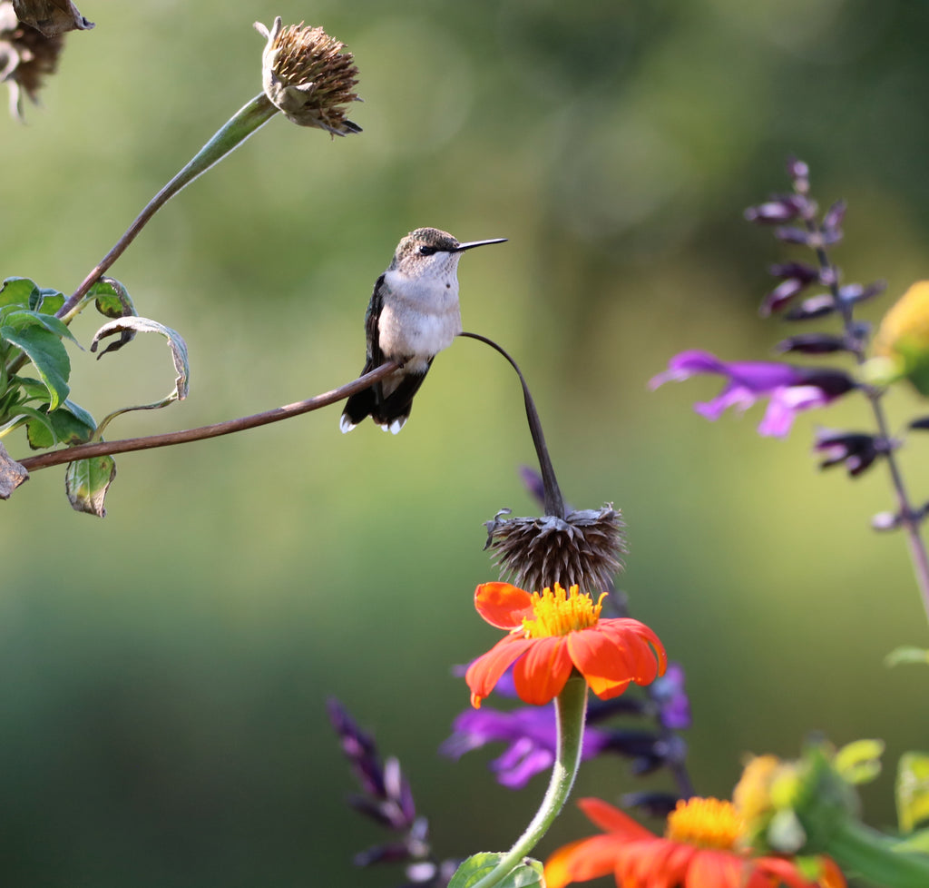 Hummingbird- Longfellow Garden