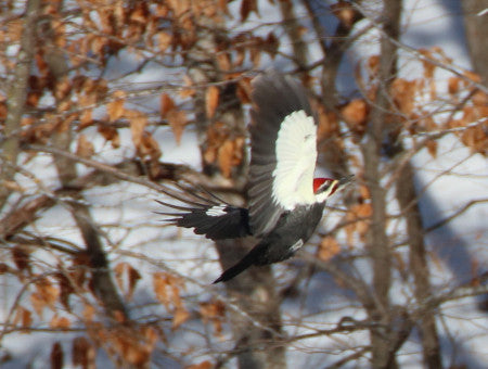 Woodpecker - Pileated in Flight