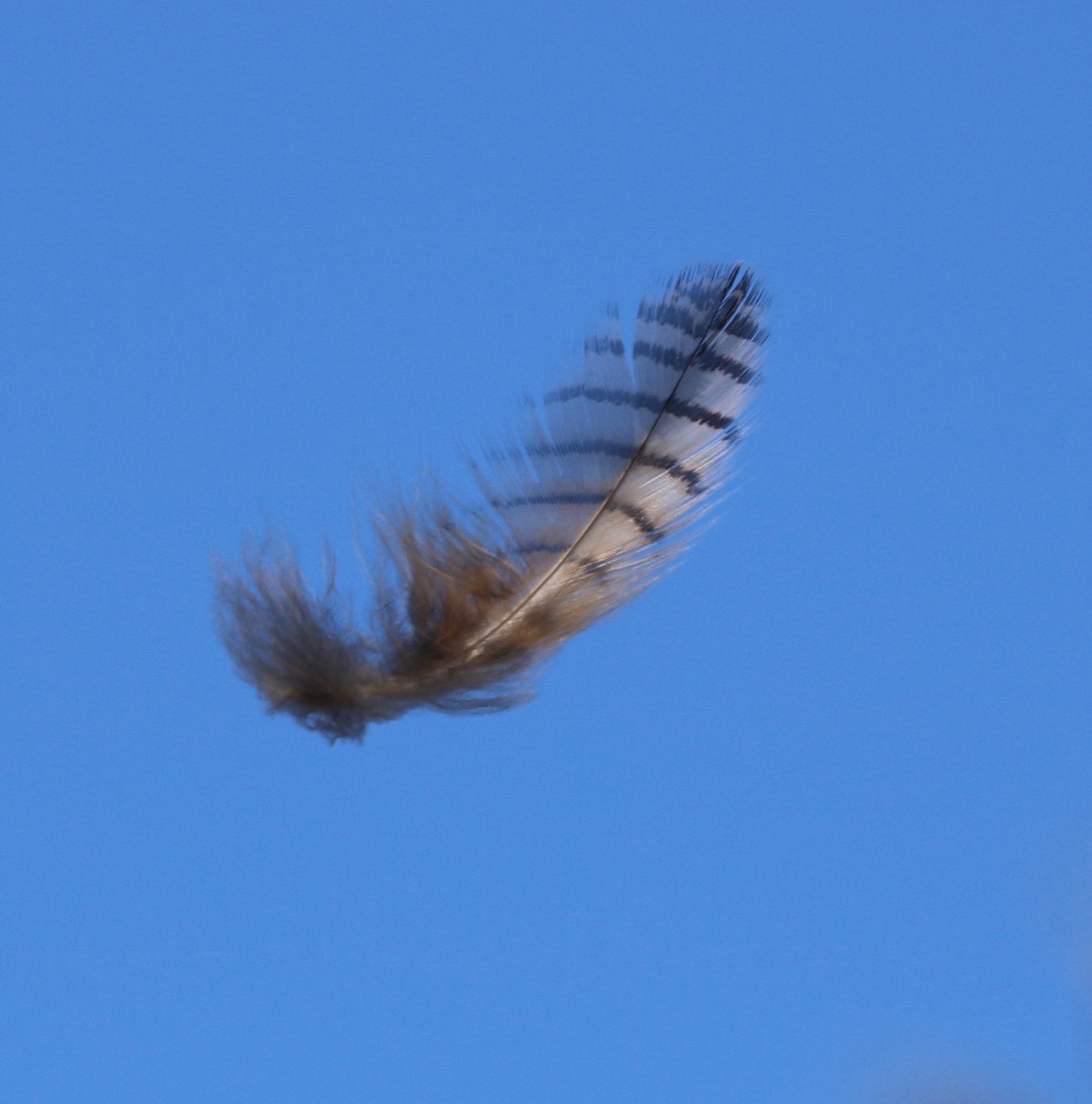 great horned owl feathers