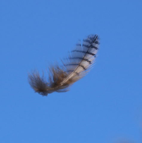Great Horned Owl Feather