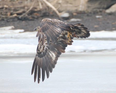 Eagle - Juvie - Testing the Wings