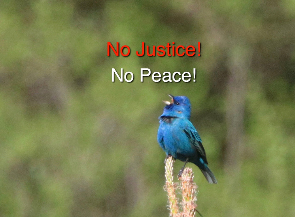 Indigo Bunting - No Justice- No Peace