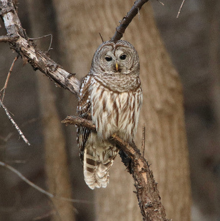 Owl- Barred - What a Day