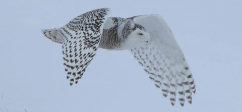 Owl - Snowy - Feel the Breeze