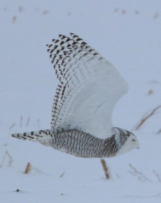 Owl- Snowy - she's a beauty!