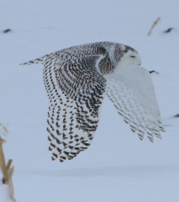 Owl - Snowy in Flight