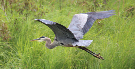 Heron- Great Blue heron - soaring
