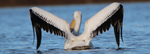 Pelican- Ready to Take Flight
