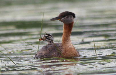 Red-necked grebe family