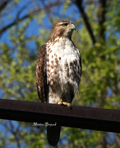 Raptor -Red-tailed Hawk - Protecting the Hood