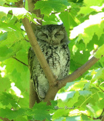 Owl- Eastern Screech - Sleepy