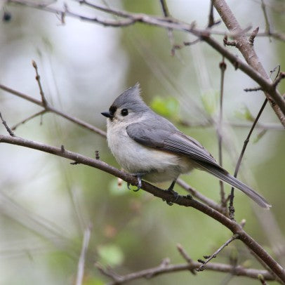 Tufted Titmouse - what a cutie